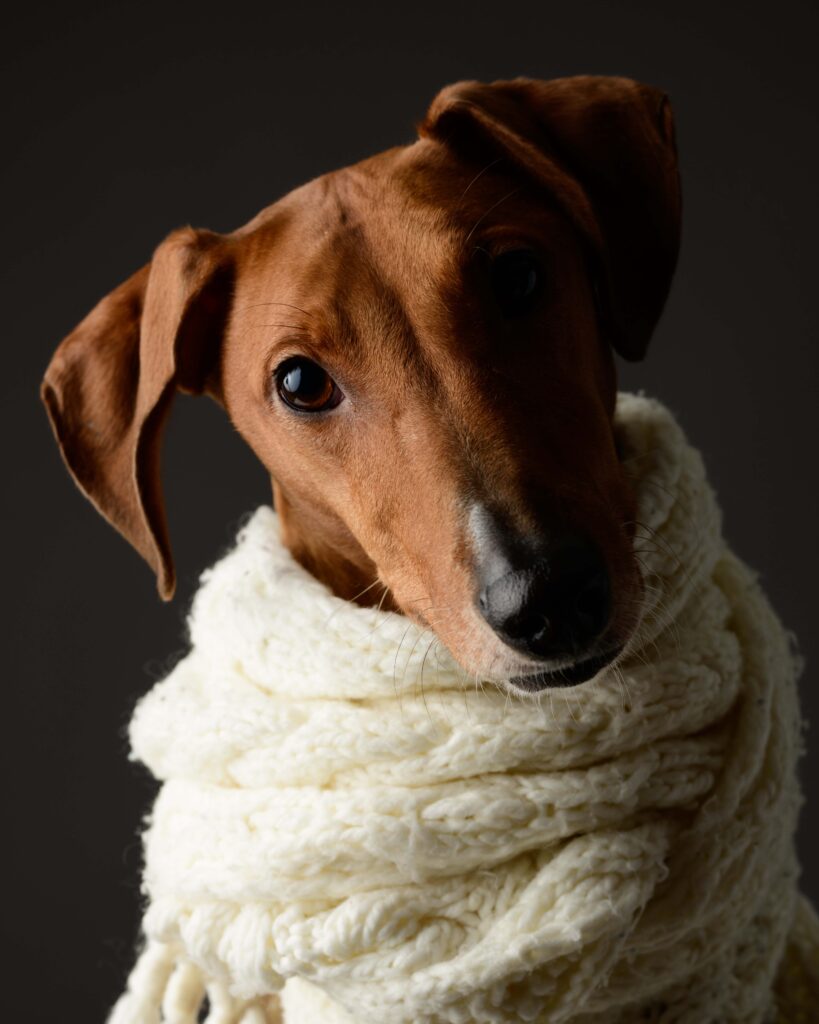 Aayana – hond in zacht winterlicht, fine art hondenfotografie in zwart-wit door Greycard Tervuren