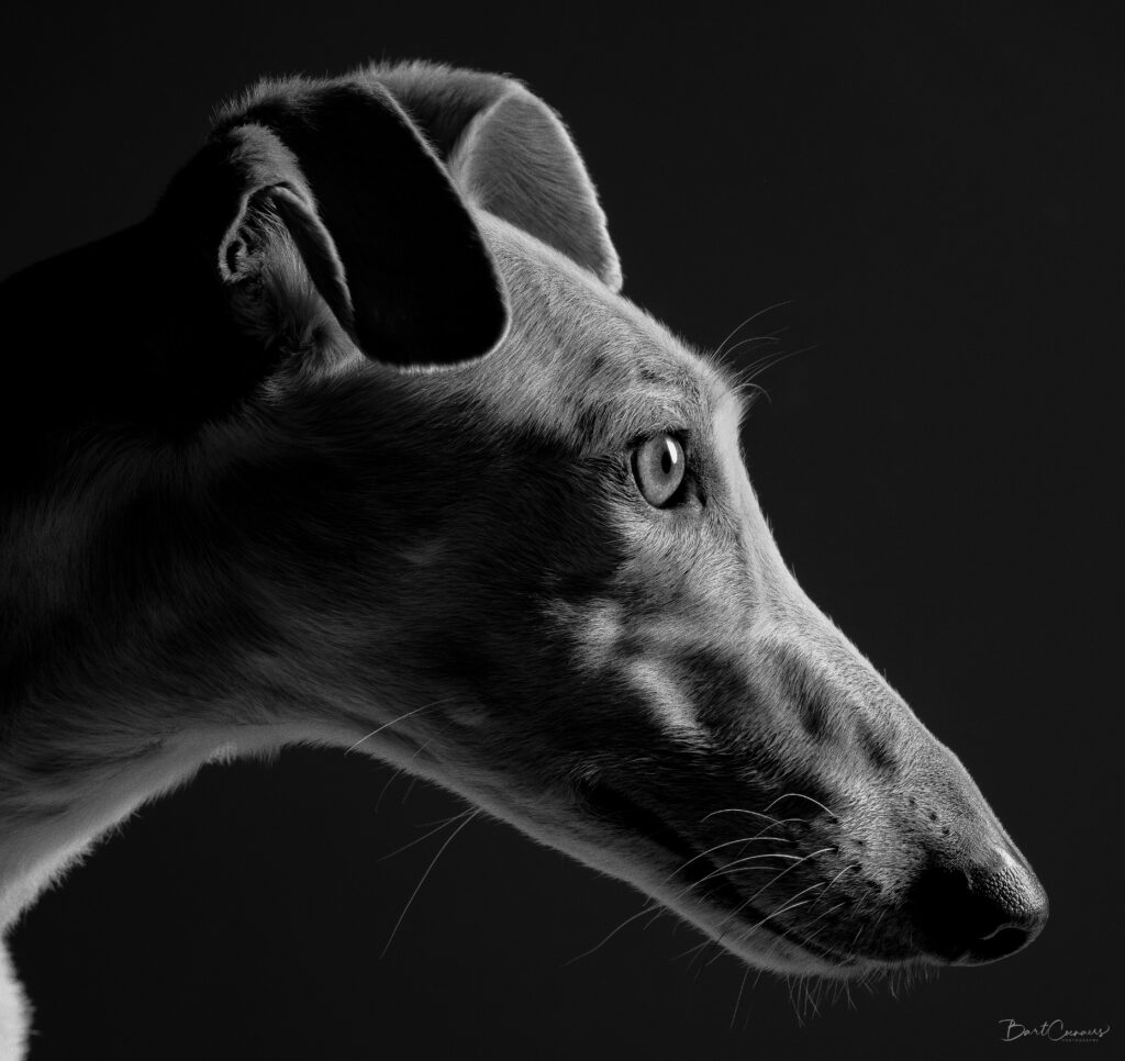 Galgo portret – recht in de lens, fine art zwart-wit hondenfotografie door Greycard Tervuren