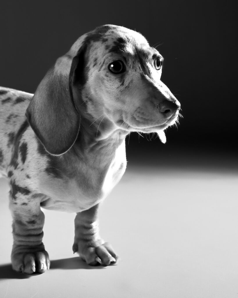 Lou – rustig moment fine art hondenfotografie in zwart-wit door Greycard Tervuren