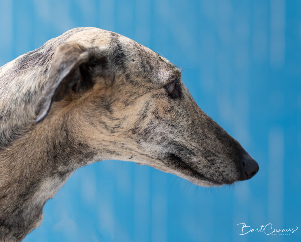 Twee honden samen – fine art zwart-wit hondenfotografie door Greycard Tervuren