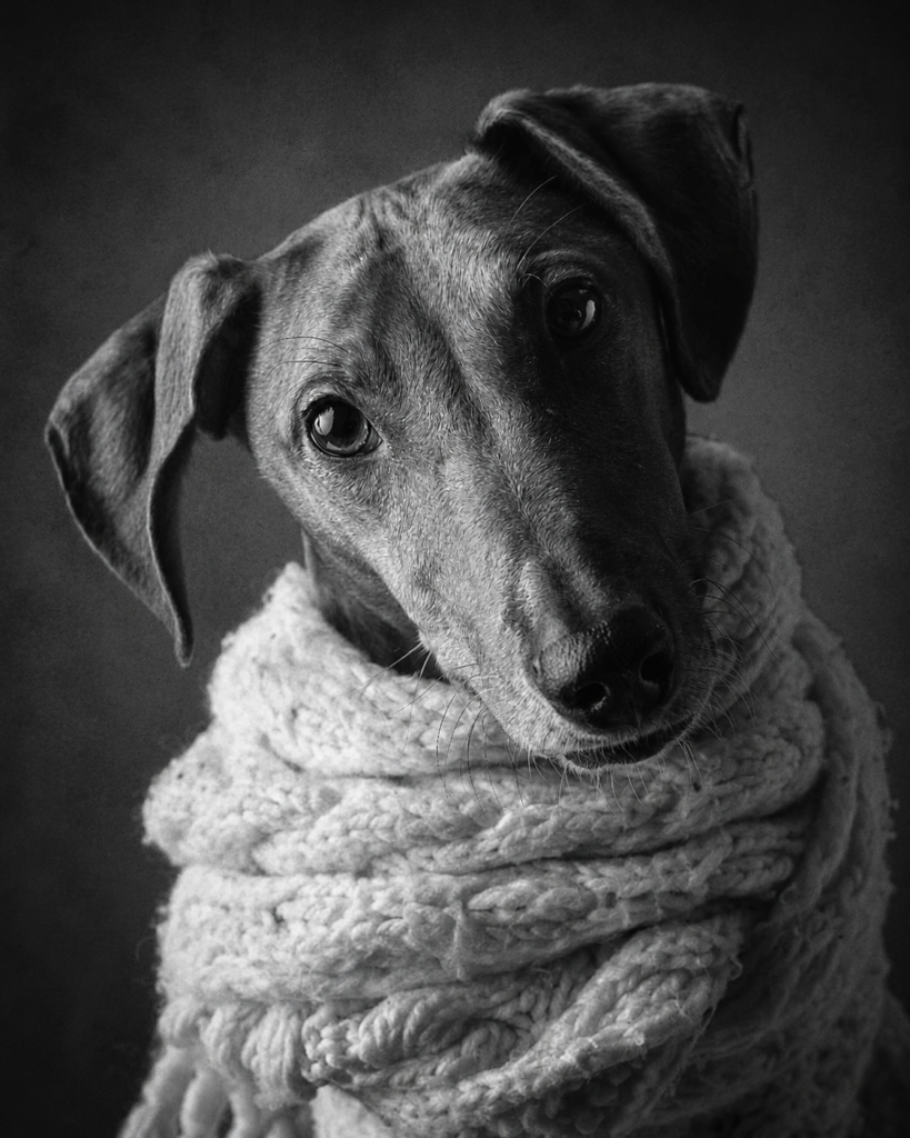 Zwart-wit portretfoto van een Italiaanse Windhond met sjaal – fine art hondenfotografie door Greycard Tervuren