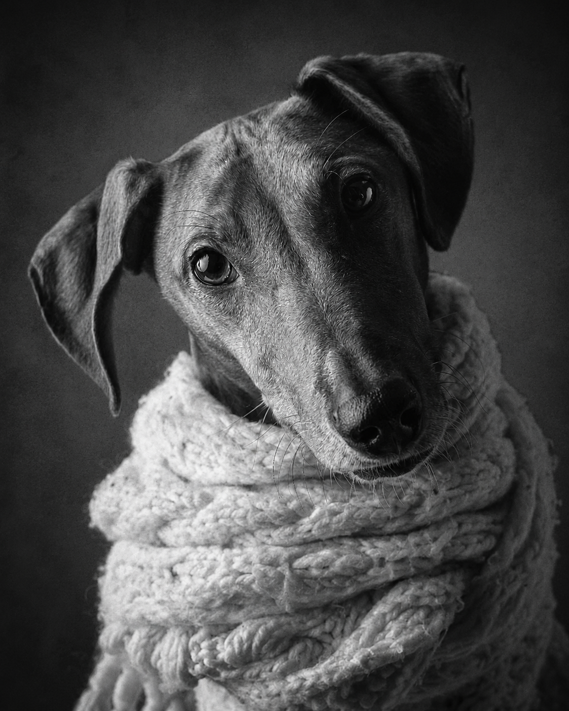Zwart-wit portretfoto van een Italiaanse Windhond met sjaal – fine art hondenfotografie door Greycard Tervuren