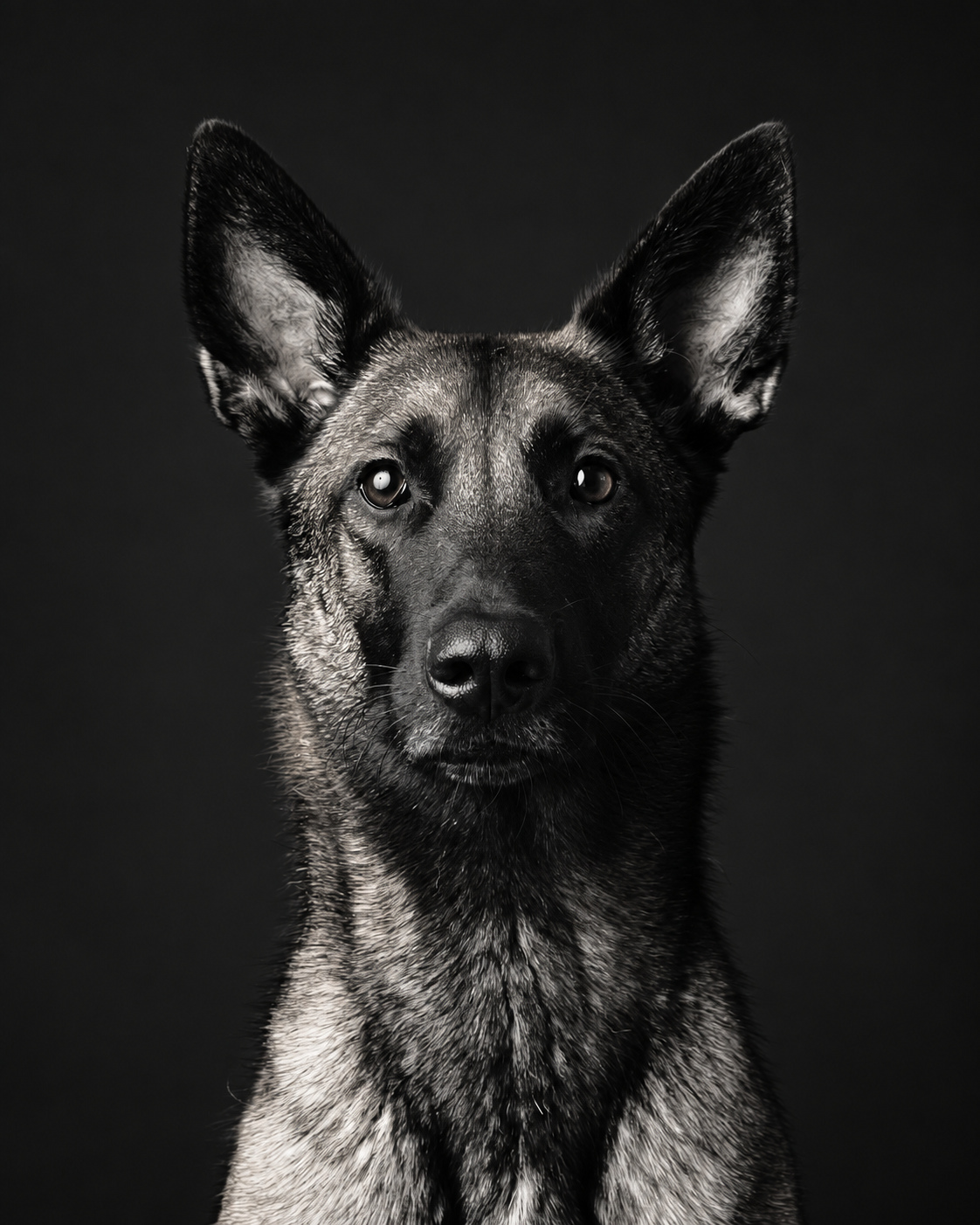 Portrait de Lila en studio, en noir et blanc, les oreilles dressées et le regard dirigé vers l’objectif.