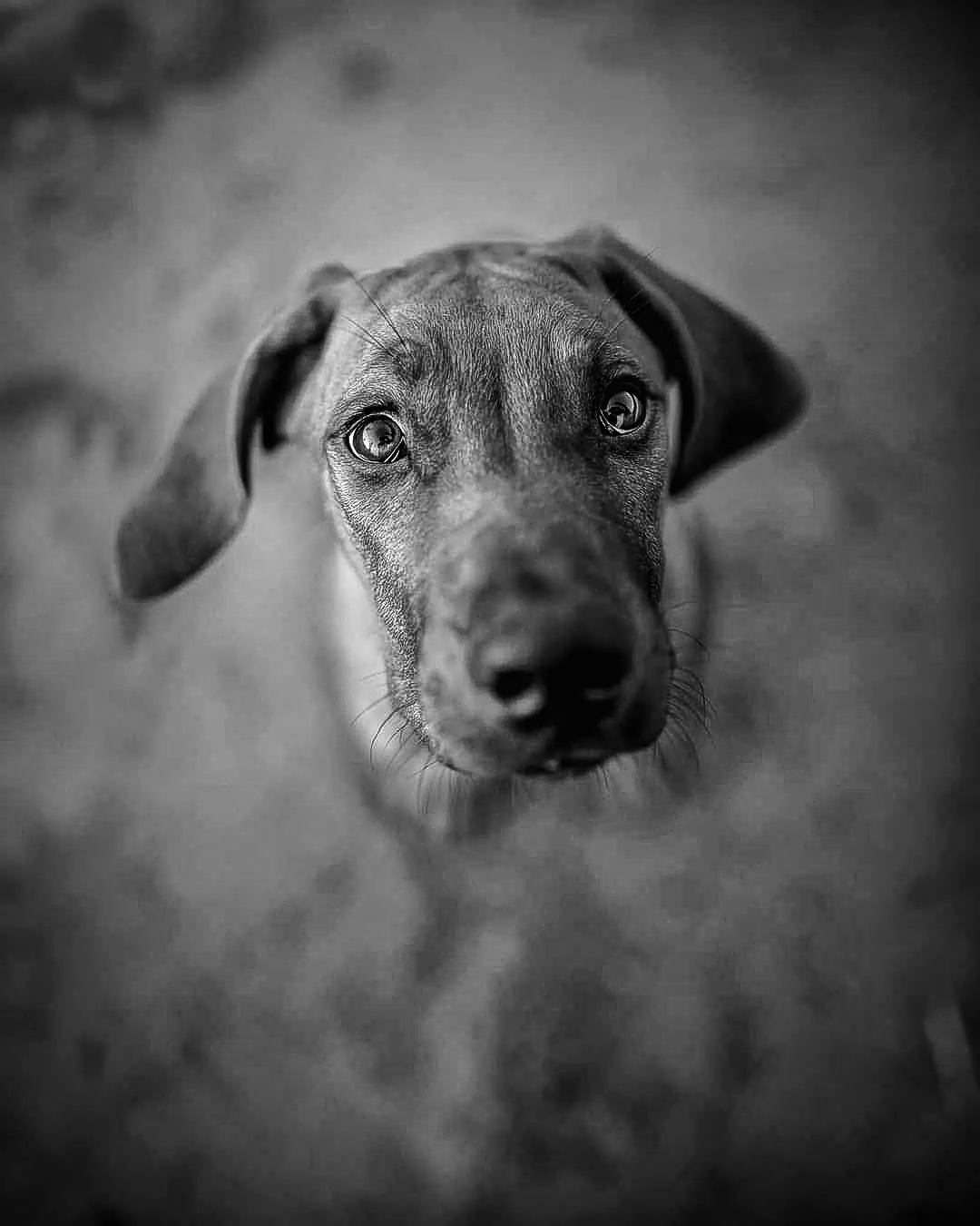 Portrait canin fine art en noir et blanc de Fred — Greycard